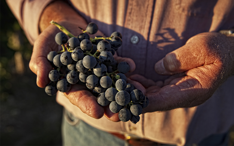 Conoce uno de los vinos de Ribera del Duero más vendidos y premiados