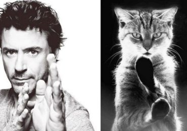 25 gatos que podrían ser modelos