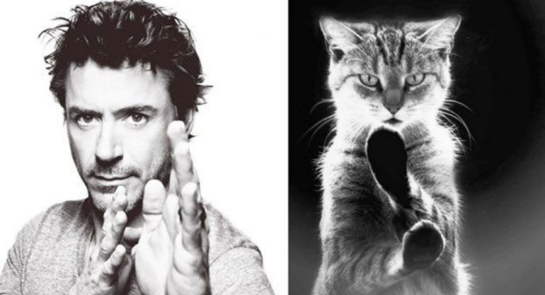 25 gatos que podrían ser modelos