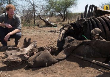 El lado `wild´ del príncipe Harry