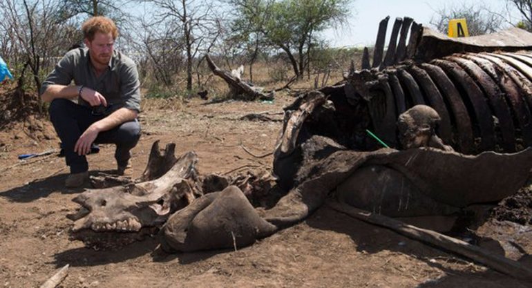 El lado `wild´ del príncipe Harry