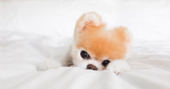 Boo