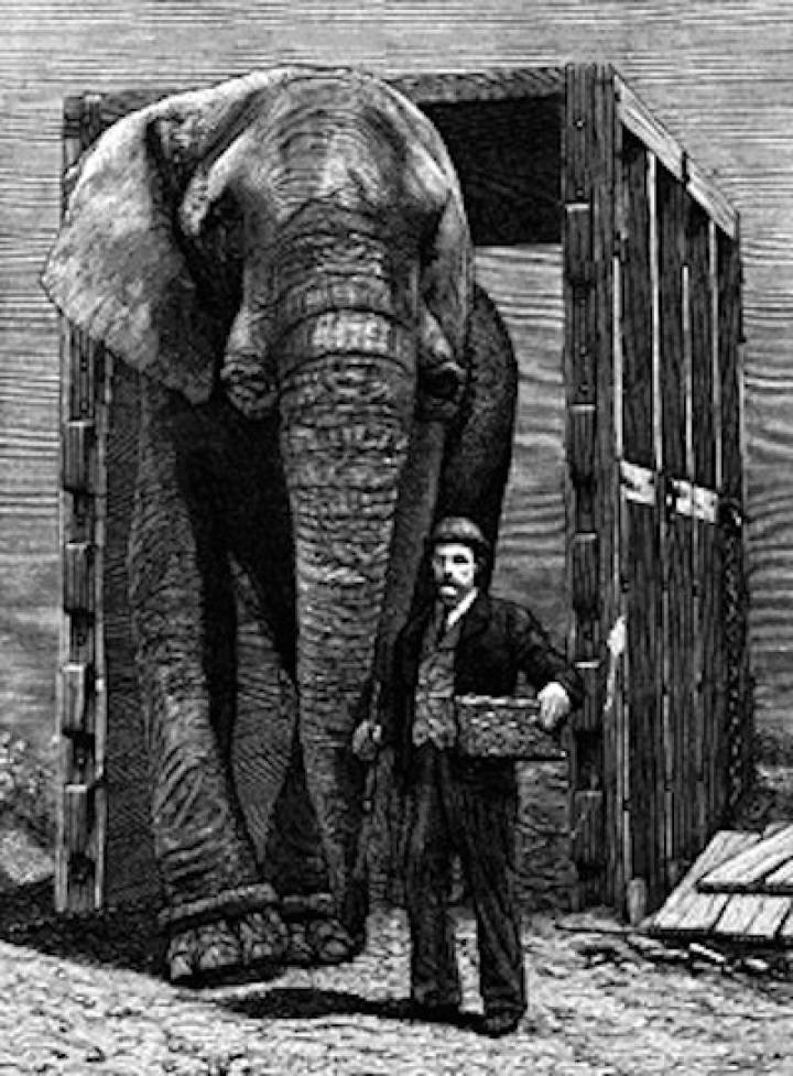 Dumbo