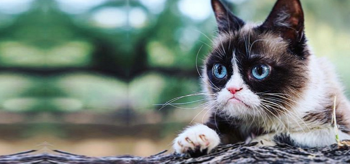 Murió Grumpy Cat, la gatita más famosa de internet - Revista Caras