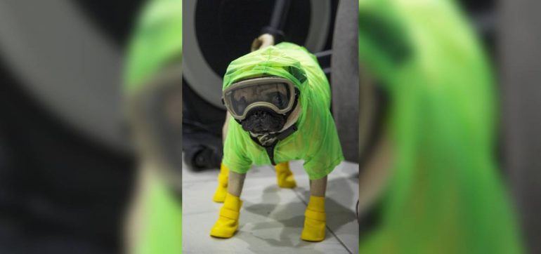 Harley el perro que ayuda con el estrés a los médicos