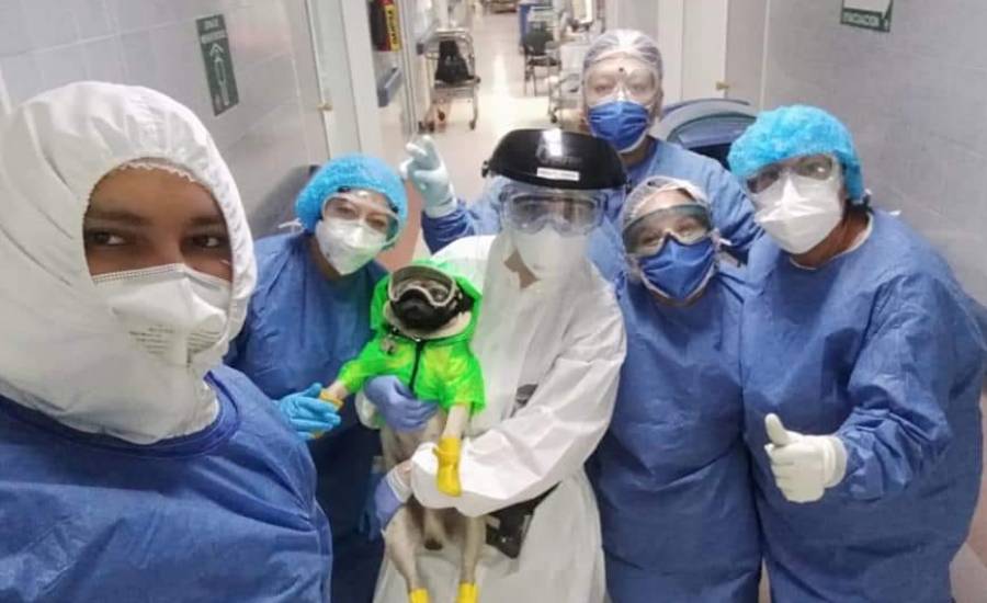 Harley el perro tuerto que ayuda a mexicanos