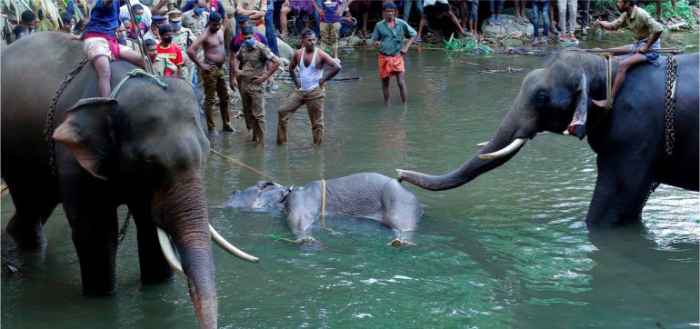 Muere-elefanta-embarazada-india-explosivos