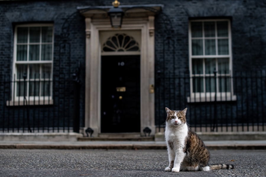 larry es el gato que cuida 10 downing street en londres