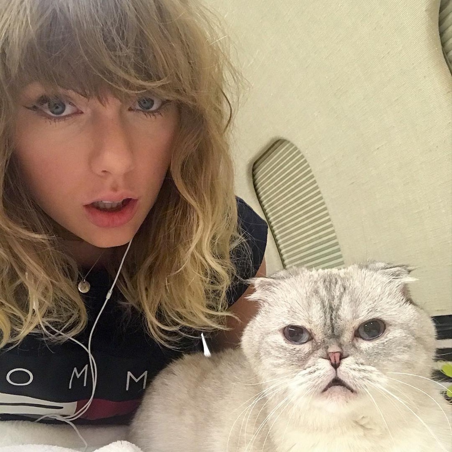 taylor swift tiene tres gatos