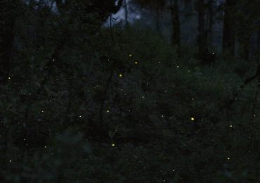 LG prueba televisores OLED santuario de luciérnagas